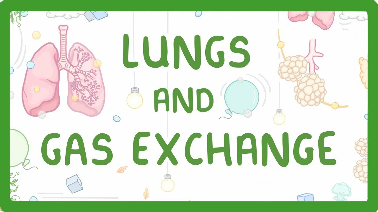 GCSE Biology - Gas Exchange and Lungs #26